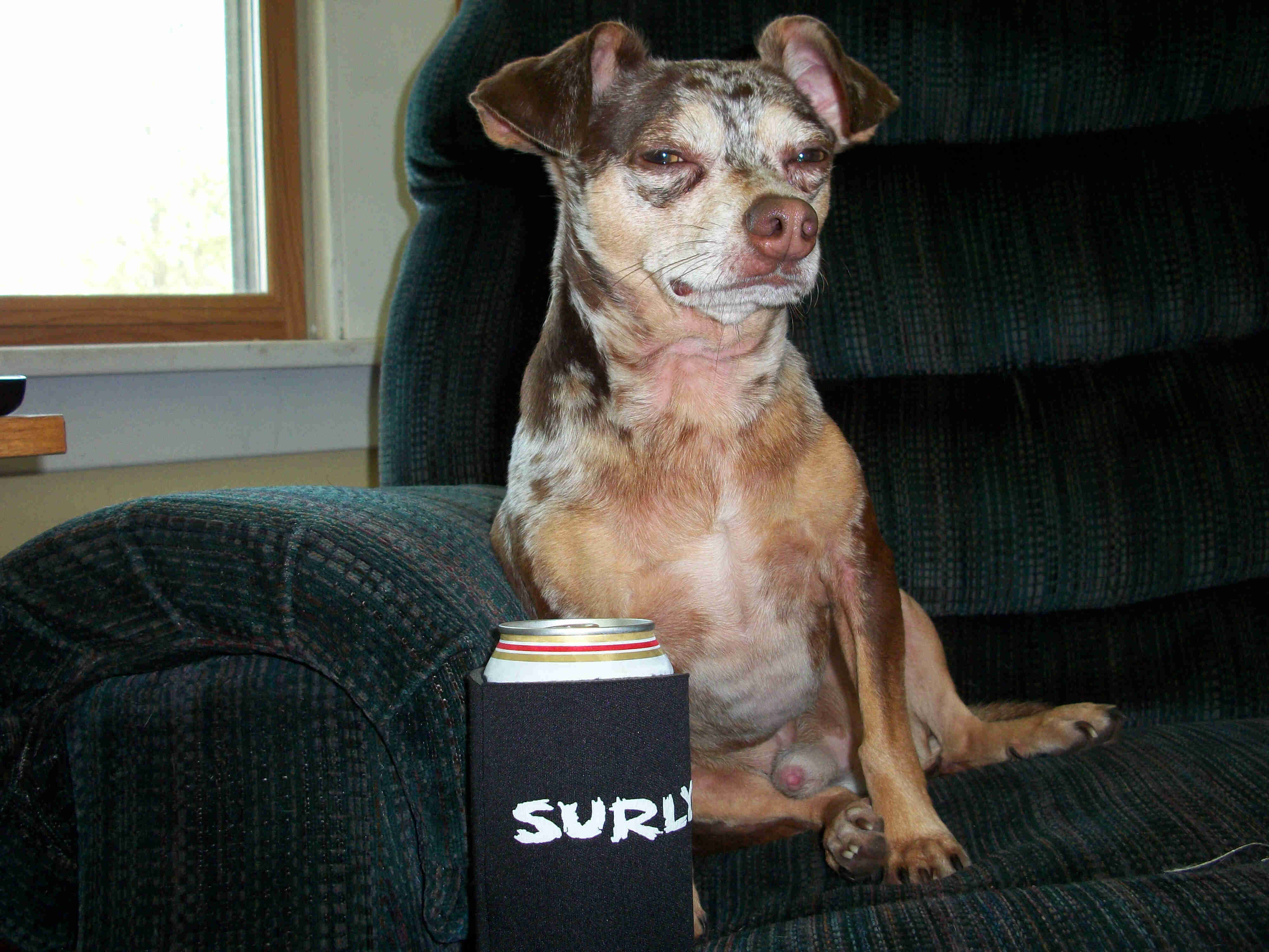 Front view of a dog, sitting on a green recliner chair, behind a black can cooler with a Surly bikes logo and can inside